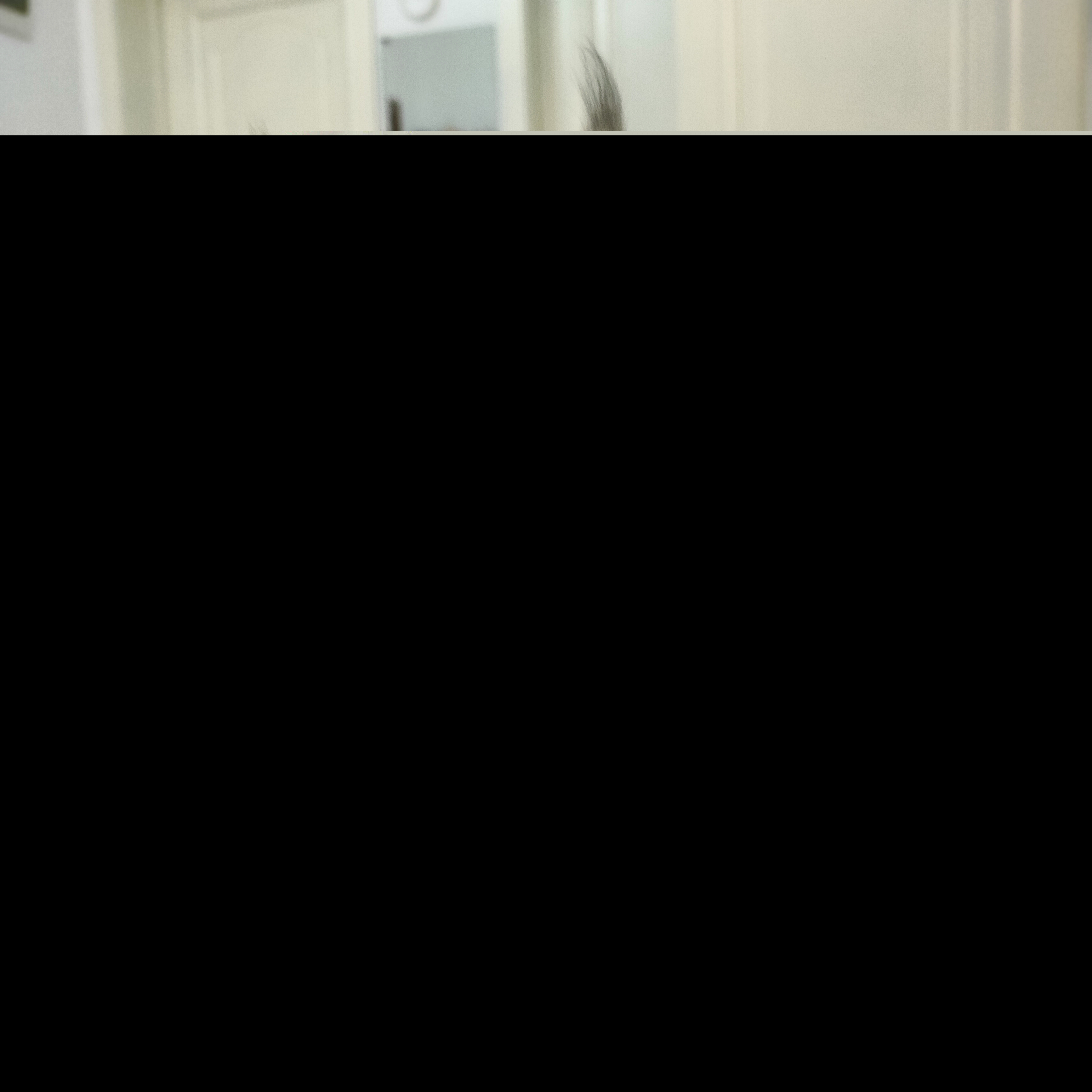 缅因繁育级种猫